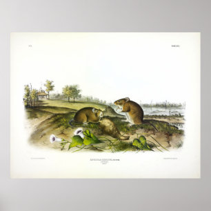 Affiche Rat de coton (Hispid Cotton Rat) par Audubon