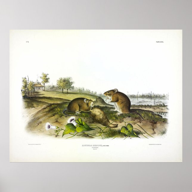 Affiche Rat de coton (Rat de coton hispide) par Audubon (Devant)