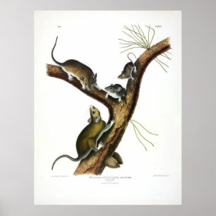 Affiche Rat de Floride (Woodrat oriental) par Audubon