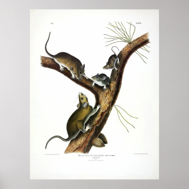 Affiche Rat de Floride (Woodrat oriental) par Audubon (Devant)