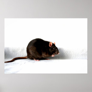 Affiche Rat wapcnm