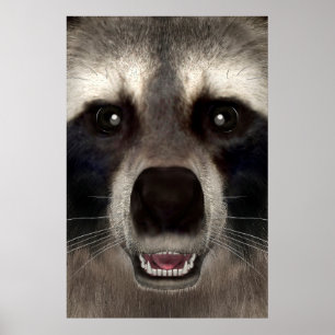 Affiche Raton laveur