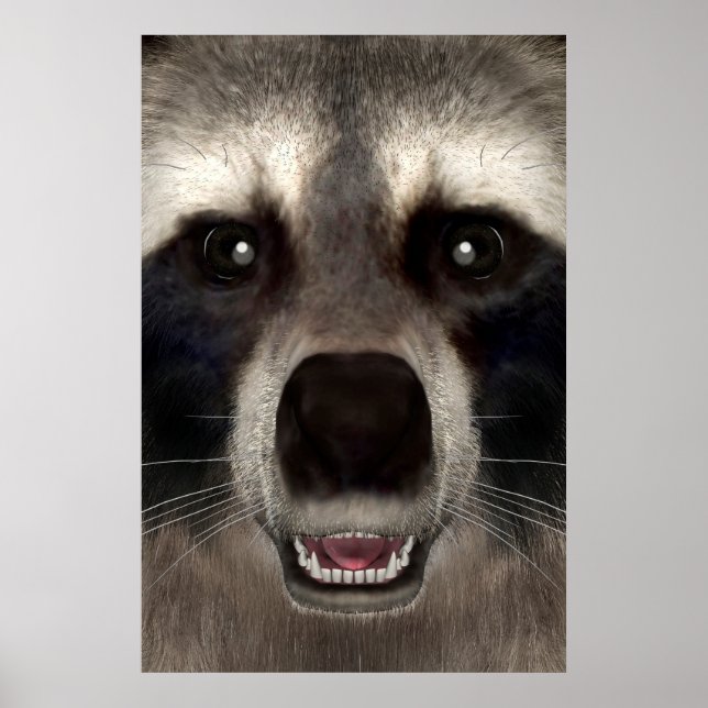 Affiche Raton laveur (Devant)