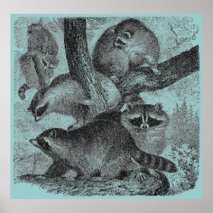 Affiche Ratons laveurs