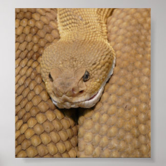 Affiche Rattlesnake Head