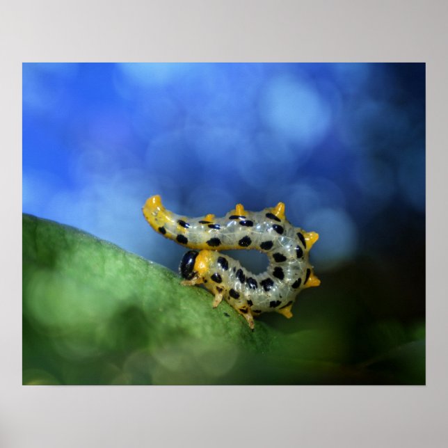 Affiche Raupe der breitfüßigen Birkenblattwespe (Devant)