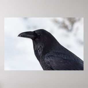 Affiche Raven