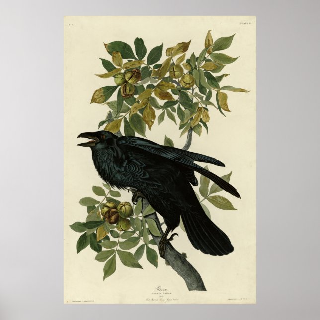 Affiche Raven (Devant)