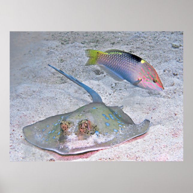 Affiche Ray et Wrasse (Devant)
