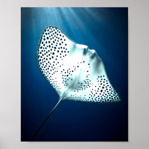 Affiche Rayon gracieux : Sérénité sous-marine