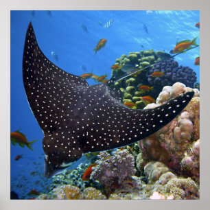 Affiche Rayon tacheté