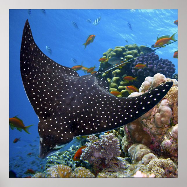 Affiche Rayon tacheté (Devant)