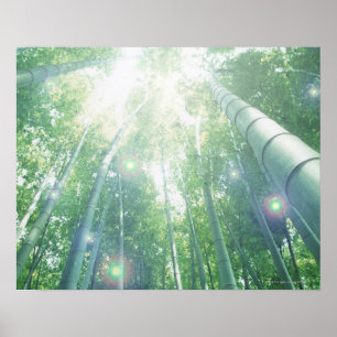 Affiche Rayons de soleil brillant par des bambous