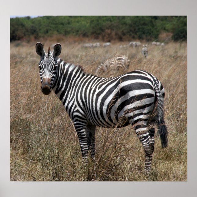 Affiche rayures zèbres (Devant)