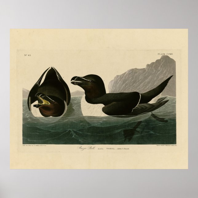 Affiche Razor Bill, John James Audubon's Birds of America (Devant)