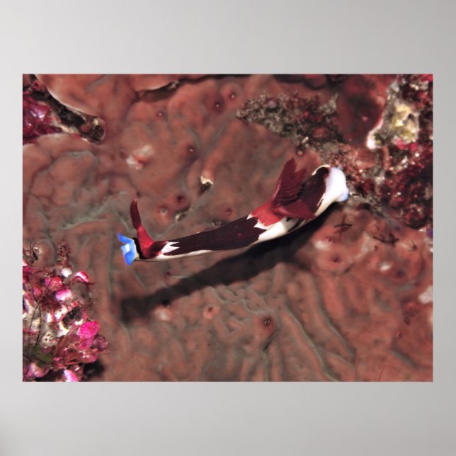 Affiche Reaching (Devant)