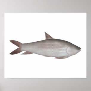 Affiche Reba Carp