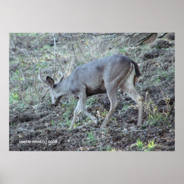 Affiche Recherche de cerfs (Devant)