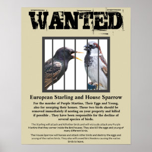 Affiche Recherché Starling et House Sparrow