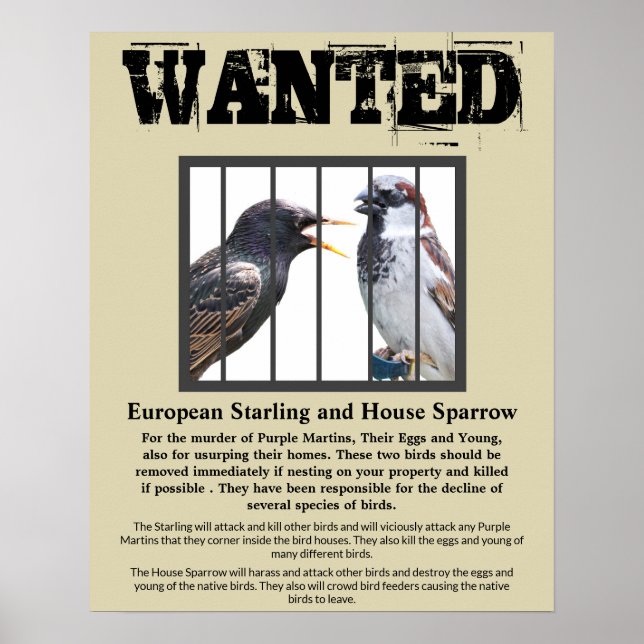 Affiche Recherché Starling et House Sparrow (Devant)