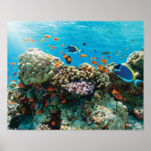 Affiche Récif coralien coloré avec les poissons tropicaux