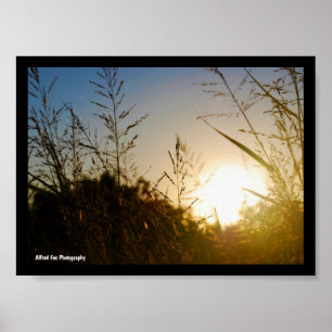 Affiche Récolte au lever du soleil