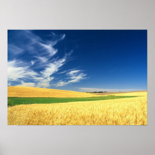 Affiche Récolte de blé sur le Palouse dans l'est