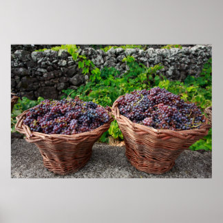 Affiche Récolte de raisins