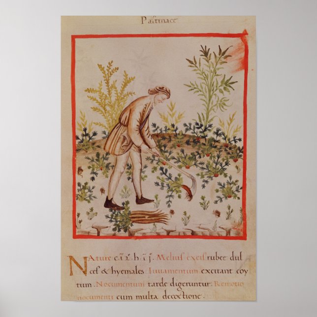 Affiche Récolte de snips de 'Tacuinum Sanitatis' (Devant)