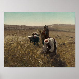 Affiche Récolte d'orge dans les champs de Bethléem