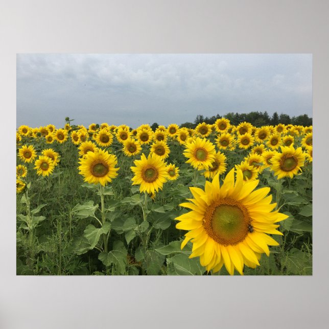 Affiche Récolte rustique sur le terrain de tournesol (Devant)