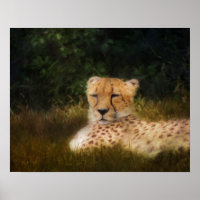 Recréer le guépard à Fossil Rim