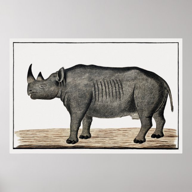 Affiche Recto Diceros bicornis bicornis : rhinocéros noir (Devant)