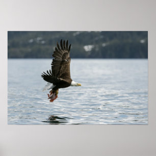 Affiche Récupération du poisson d'aigle à tête blanche