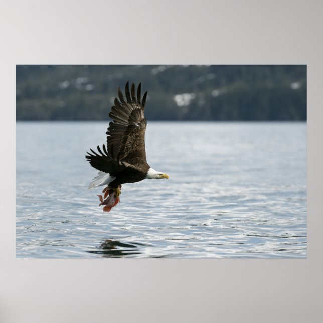 Affiche Récupération du poisson d'aigle à tête blanche (Devant)