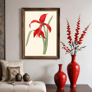 Affiche Red Amaryllis, illustration botanique Vintage