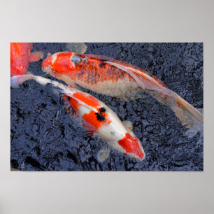 Affiche Red and white koi carp
