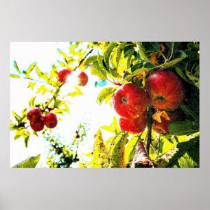 Affiche "Red Apples Tree On Sunny Day" Photo Mignonne. Com