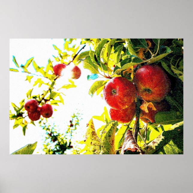 Affiche "Red Apples Tree On Sunny Day" Photo Mignonne. Com (Devant)