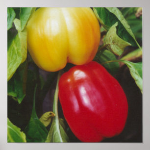 Affiche Red Bell Peppers Ripen sur Plante avec Feuilles