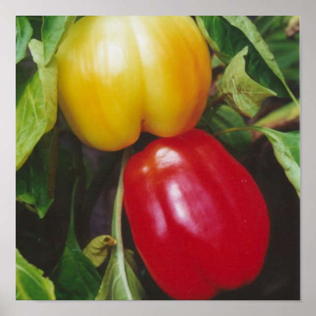 Affiche Red Bell Peppers Ripen sur Plante avec Feuilles (Devant)