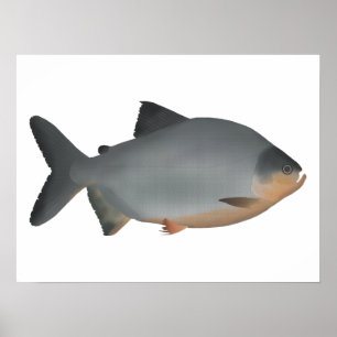 Affiche Red-bellied Pacu