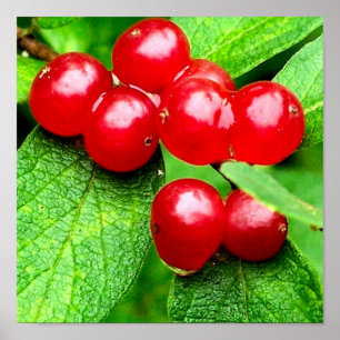 Affiche Red Berries With Raindrops