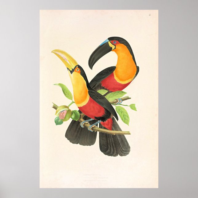 Affiche Red-Breasted Toucan Bird (Devant)