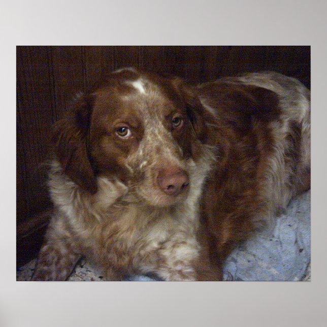 Affiche Red Brittany Spaniel chien épagneul breton roux (Devant)