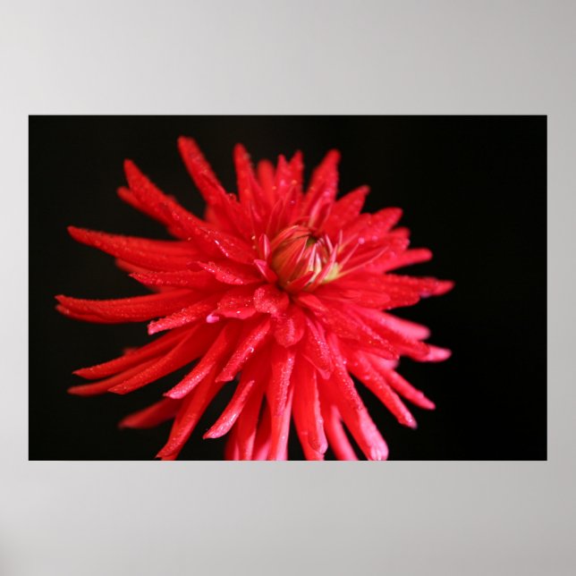Affiche Red Cactus Dahlia (Devant)