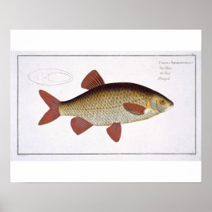 Affiche Red Carp (Cyprinus Erithrophthalmus) plate I from