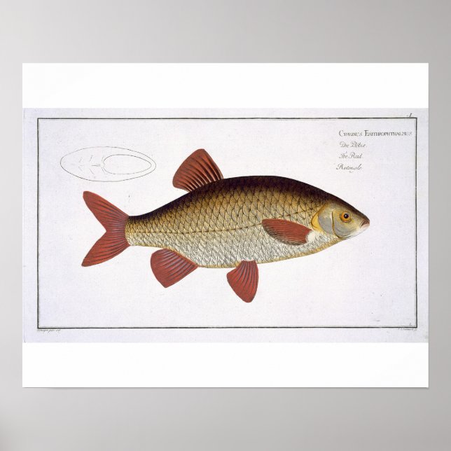 Affiche Red Carp (Cyprinus Erithrophthalmus) plate I from (Devant)
