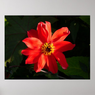 Affiche Red Dahlia (évêque de Llandaff)