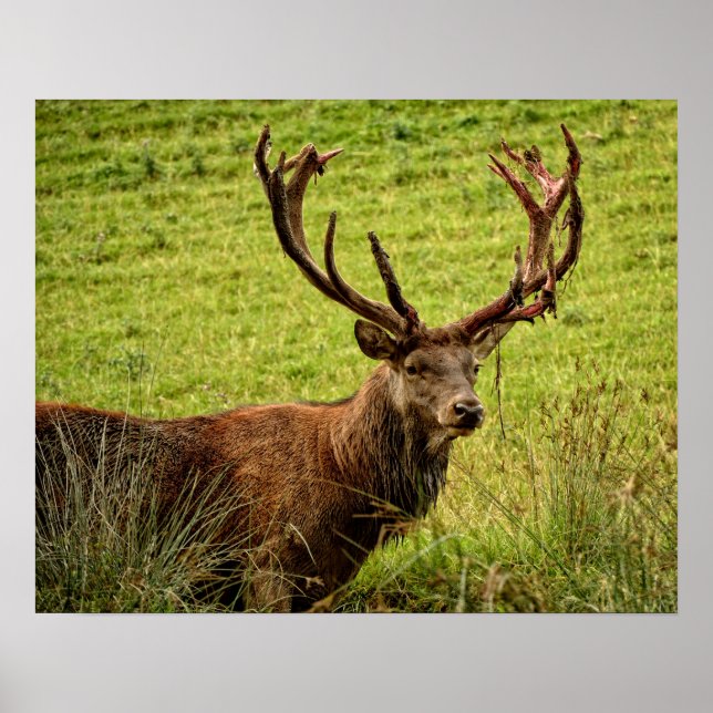 Affiche Red Deer Stag (Devant)